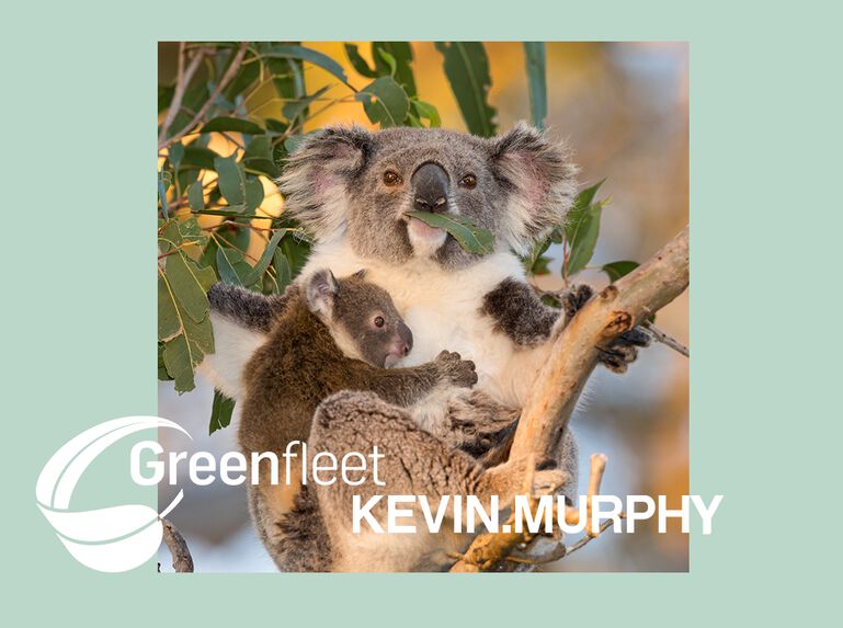 KEVIN.MURPHY Announces a New Partnership With Greenfleet Australia